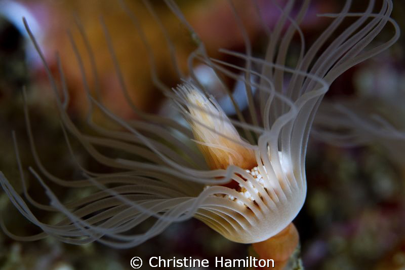 Underwater Flower by Christine Hamilton 