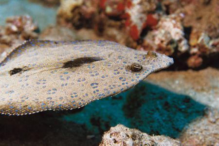Peacock Flounder. Maui. by Jacques Miller 