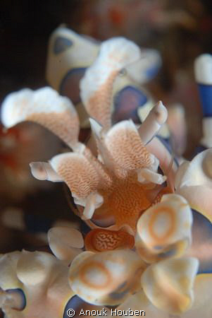 Harlequin shrimp up close and personal. by Anouk Houben 
