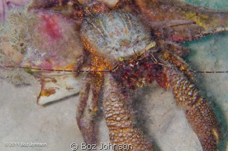Very large hermit crab. Nikon d7000, 60mm macro, ikelite ... by Boz Johnson 