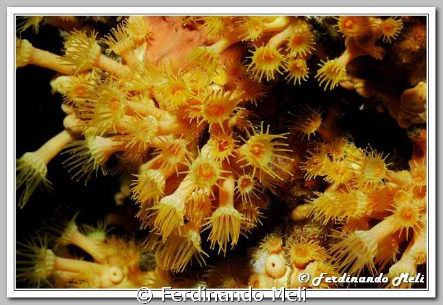 Parazoanthus axinellae (soft coral). by Ferdinando Meli 