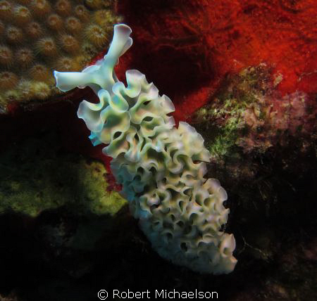 Lettuce "slug" at Capt Don's House Reef by Robert Michaelson 