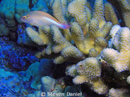 Unknown fish sitting on coral by Steven Daniel 