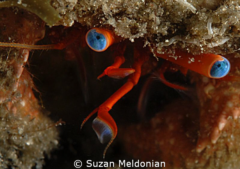 Hermit Crab close up. by Suzan Meldonian 