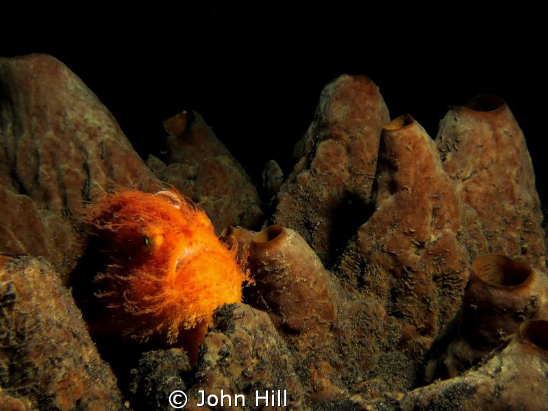 Who needs camouflage when your the king of the tube sponges? by John Hill 