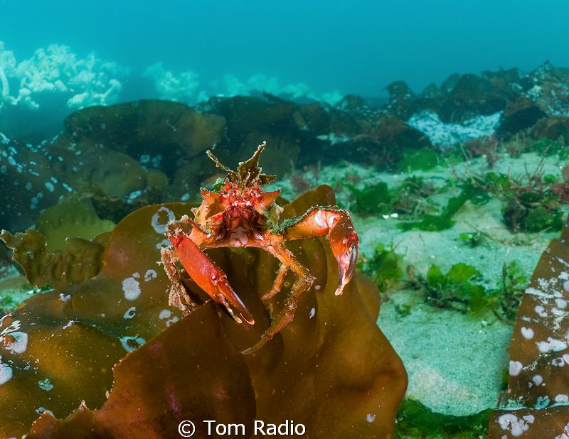 Graceful Kelp Crab
Seattle, WA, U.S.A. by Tom Radio 