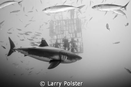 A little perspective of Great White and the diving cages ... by Larry Polster 