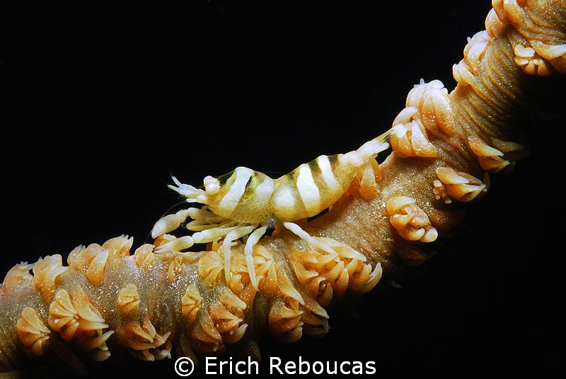 Zanzibar (?) Shrimp on a whip coral. by Erich Reboucas 