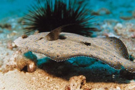 Shadowing a Peacock Flounder. Maui. by Jacques Miller 