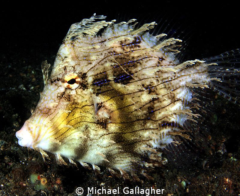 Leafy filefish - another weird and wonderful Lembeh critter. by Michael Gallagher 