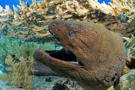 Giant Moray on Shark Reef, Nauticam NA-D7000, 10-17mm Tok... by Alex Tattersall 
