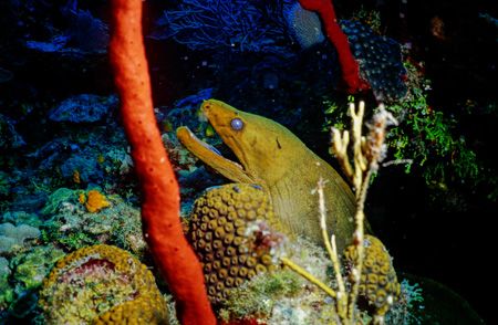 Big Greeny in Roatan Hondurus-Sea&Sea MM II Ex single strobe by Michael Shope 