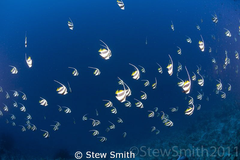 Schooling Bannerfish at Jackson Reef by Stew Smith 