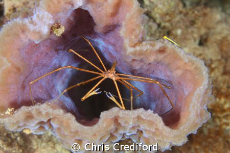 Arrow Crab inside a purple tube. by Chris Crediford 