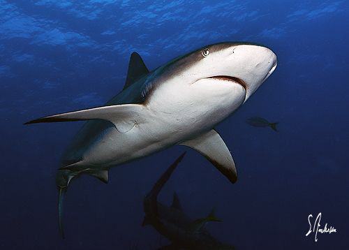 Reef Sharks swim in packs and the largest are rightfully ... by Steven Anderson 