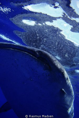 Close-up whaleshark by Rasmus Madsen 