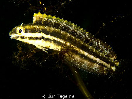 Yellow Fish, G12 + UCL165 by Jun Tagama 
