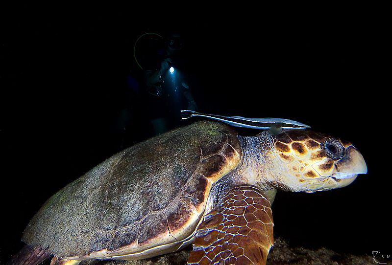 "Nightly Encounter" .  Common Sea-Turtle ( Caretta Carett... by Rico Besserdich 