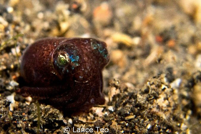 Bobtail squid taken in lembeh straits. 
Canon G12 w 1 st... by Lance Teo 