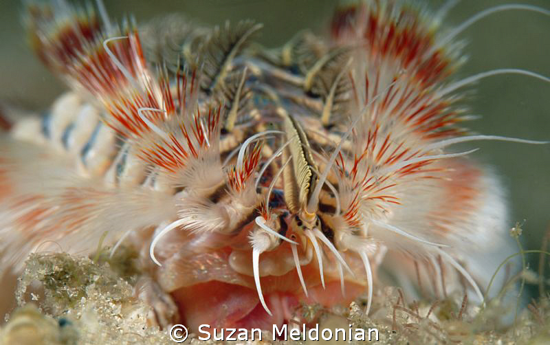 Red Tipped Fireworm close up on face. .. notice, the mout... by Suzan Meldonian 
