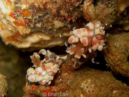 My first pair of Harlequin Shrimps! Took awhile for them ... by Brian Law 