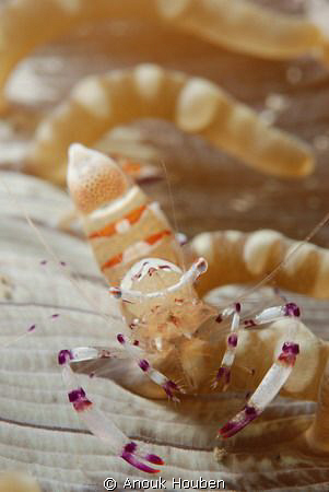 Shrimp on an anemone. by Anouk Houben 