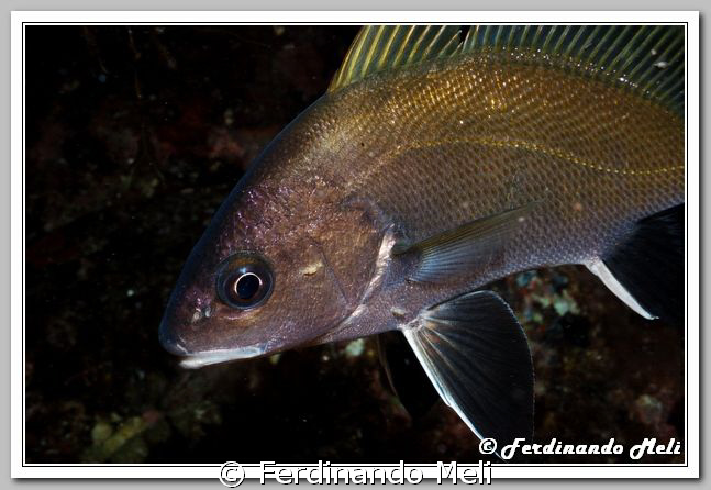Sciaena umbra. A fish elegant but very shy and difficult ... by Ferdinando Meli 
