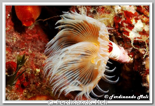 Protula tubularia (underwater worm). by Ferdinando Meli 