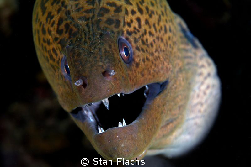 Moray eel close-up by Stan Flachs 