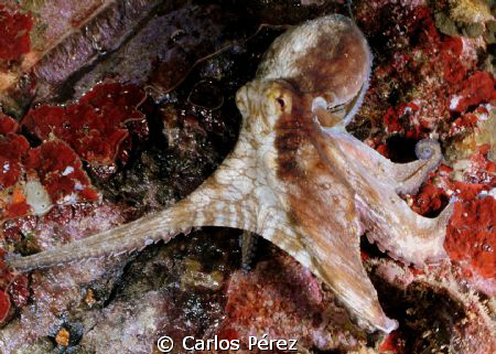 Caribbean Octopus.Wide Angle manual setting in a Shore di... by Carlos Pérez 