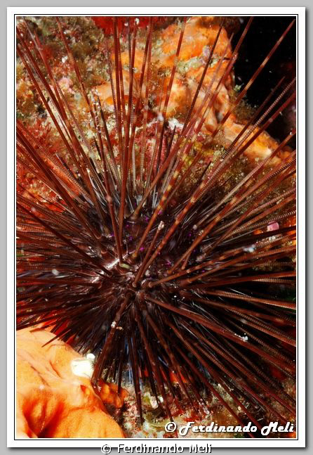 Sea urchin (Centrostephanus longispinus). by Ferdinando Meli 