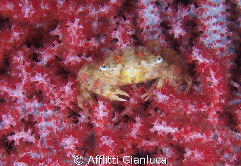 crab gorgonian by Afflitti Gianluca 