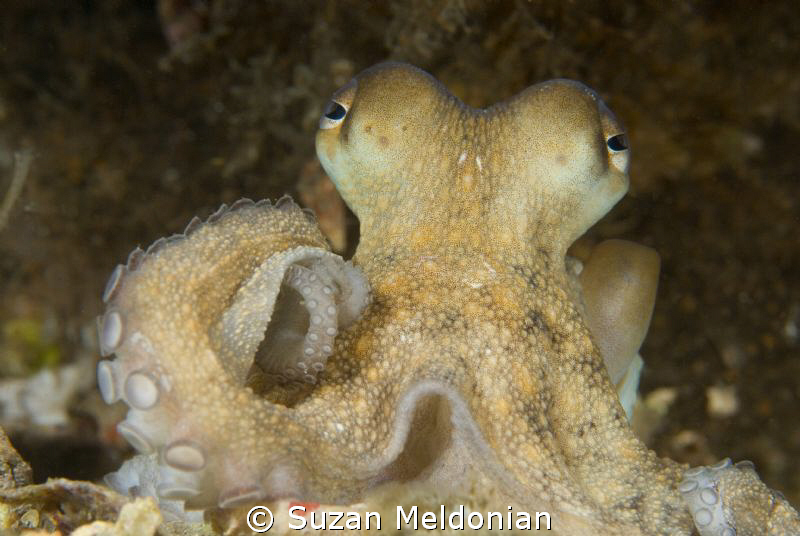 One of the cutest octopus I've had pleasure of meeting. by Suzan Meldonian 