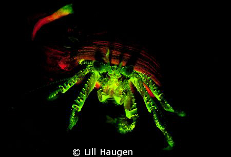 Fluorescent Hermit crab glowing in the dark - by using gl... by Lill Haugen 