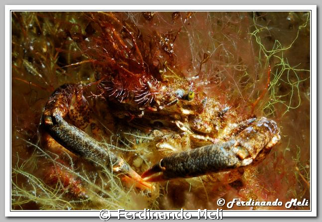 Camouflage of a crab (Maja squinado). by Ferdinando Meli 
