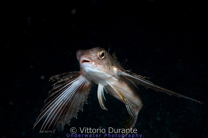 Flying gurnard - (Pesce civetta in italian). Night dive 3... by Vittorio Durante 