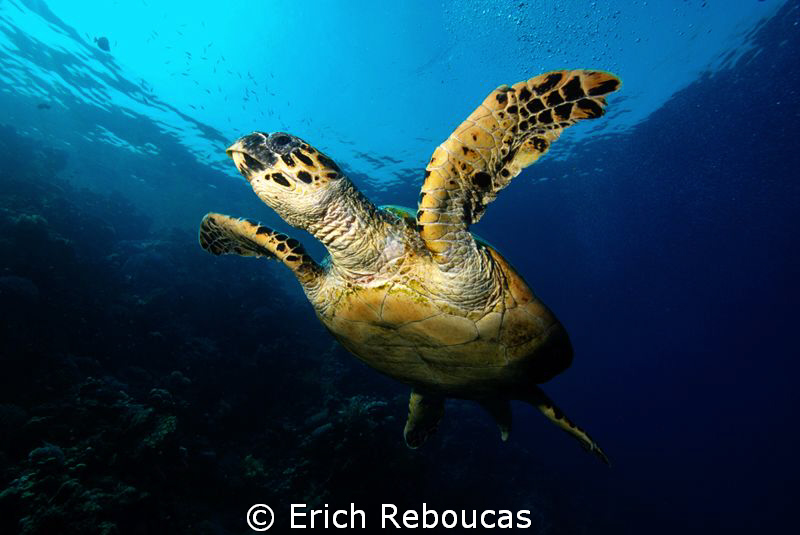 Hawksbill turtle by Erich Reboucas 