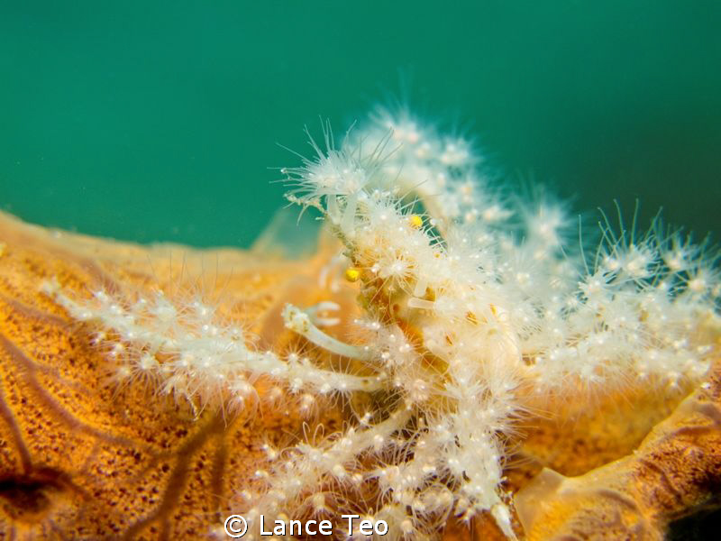 Crab Camouflaged by Lance Teo 