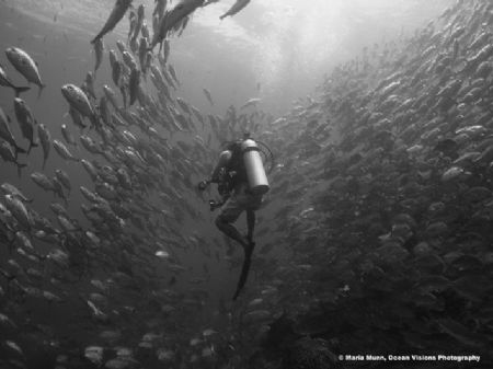 First dive at the famous Barracuda Point off Sipidan Isla... by Maria Munn 