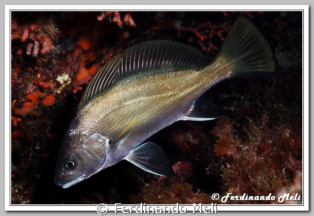 A fish very elegant (Sciaena umbra). by Ferdinando Meli 