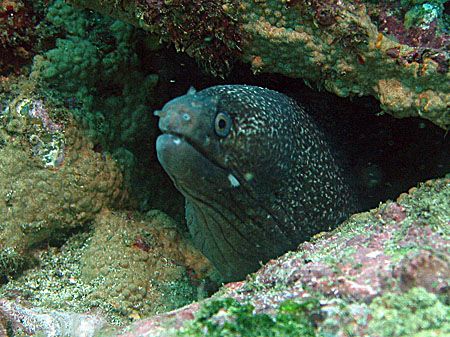 Hourglass moray eel - Isla de la Plata, Ecuador by Gyorgy Gutierrez 