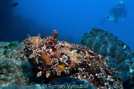 Spotted scorpionfish. Nice piece about 40 cm by Roman Vyroubal 