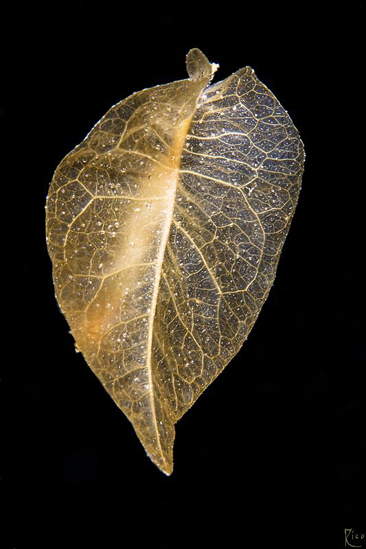 That's no special critter, that's just a leaf...drifting ... by Rico Besserdich 