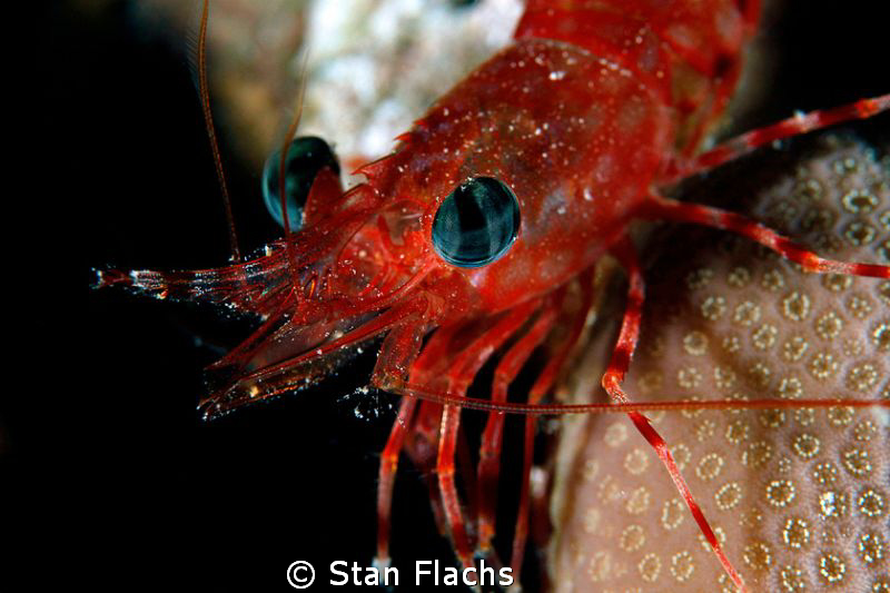 Shrimp by Stan Flachs 
