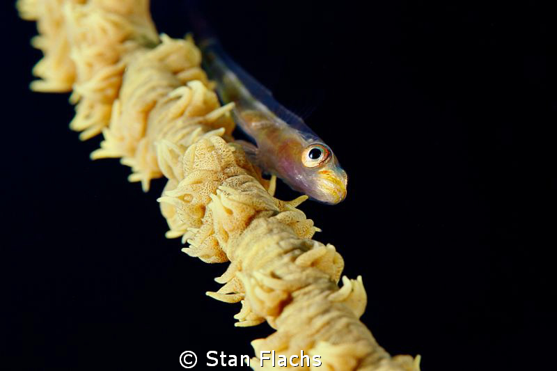 Another goby on whip coral by Stan Flachs 