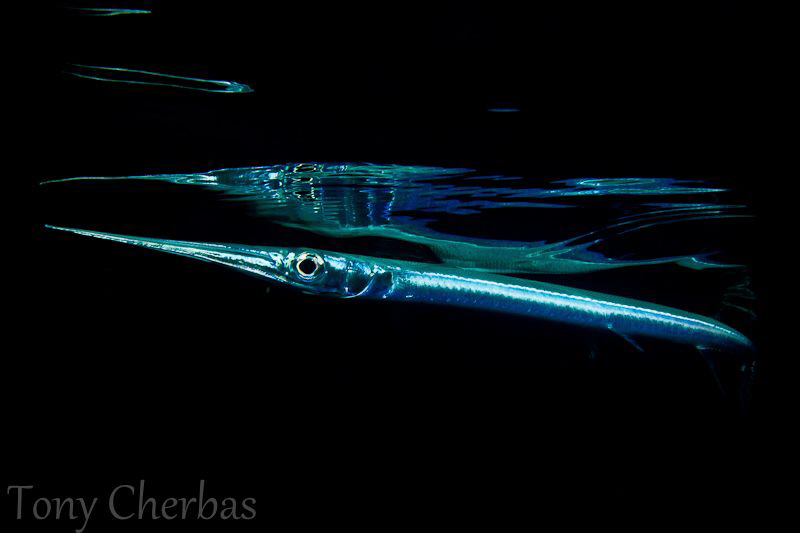 Needlefish on the turn by Tony Cherbas 