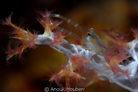 Crab on soft coral. by Anouk Houben 