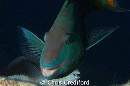 Smiling parrotfish by Chris Crediford 