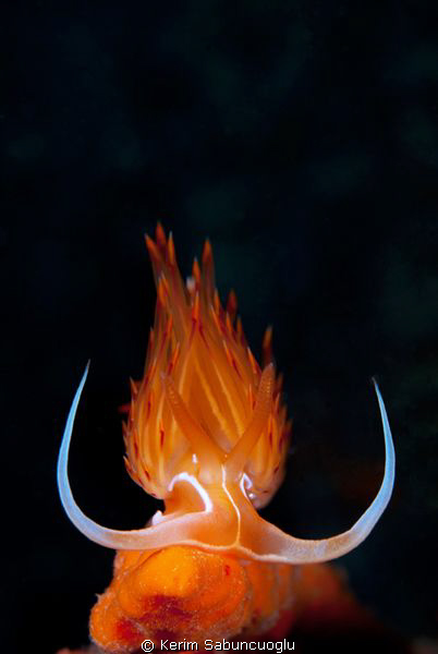 underwater flame by Kerim Sabuncuoglu 