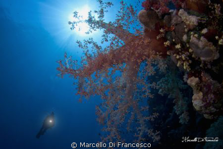 Soft coral at Saint john reef during a mornig dive. by Marcello Di Francesco 